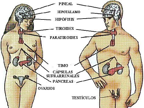 glandulas endocrinas